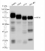 B7H6 Antibody in Western Blot (WB)