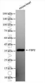 FBP2 Antibody in Western Blot (WB)