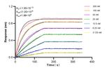 ANK2 Antibody in Surface plasmon resonance (SPR)