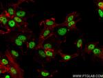 CRNKL1 Antibody in Immunocytochemistry (ICC/IF)