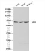 IL23R Antibody in Western Blot (WB)