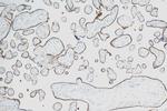 VISTA Antibody in Immunohistochemistry (Paraffin) (IHC (P))