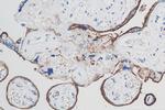 VISTA Antibody in Immunohistochemistry (Paraffin) (IHC (P))