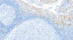 VISTA Antibody in Immunohistochemistry (Paraffin) (IHC (P))