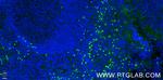VISTA Antibody in Immunohistochemistry (PFA fixed) (IHC (PFA))