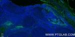 VISTA Antibody in Immunohistochemistry (PFA fixed) (IHC (PFA))