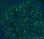 VISTA Antibody in Immunohistochemistry (PFA fixed) (IHC (PFA))