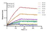 VISTA Antibody in Surface plasmon resonance (SPR)