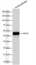 VISTA Antibody in Western Blot (WB)