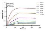 BUB1B Antibody in Surface plasmon resonance (SPR)