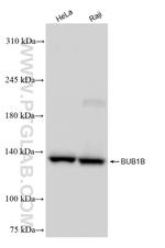 BUB1B Antibody in Western Blot (WB)