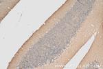 Synaptotagmin-14 Antibody in Immunohistochemistry (Paraffin) (IHC (P))