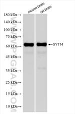 Synaptotagmin-14 Antibody in Western Blot (WB)