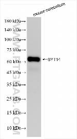 Synaptotagmin-14 Antibody in Western Blot (WB)
