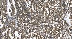 RPL18A Antibody in Immunohistochemistry (Paraffin) (IHC (P))