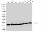 RPL18A Antibody in Western Blot (WB)