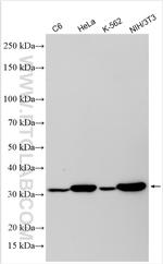 ANXA5 Antibody in Western Blot (WB)