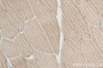 NEU2 Antibody in Immunohistochemistry (Paraffin) (IHC (P))