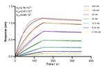 NEU2 Antibody in Surface plasmon resonance (SPR)