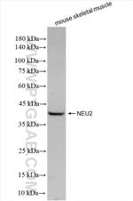 NEU2 Antibody in Western Blot (WB)