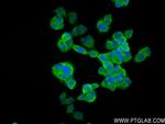 NEU2 Antibody in Immunocytochemistry (ICC/IF)