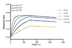IL-13 Antibody in Surface plasmon resonance (SPR)