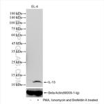 IL-13 Antibody in Western Blot (WB)