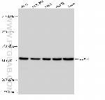 CCAR1 Antibody in Western Blot (WB)