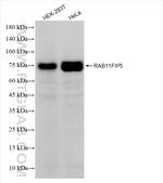 RAB11FIP5 Antibody in Western Blot (WB)