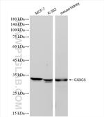 CXXC5 Antibody in Western Blot (WB)