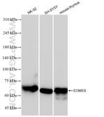 EOMES Antibody in Western Blot (WB)