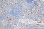Selp/P-selectin Antibody in Immunohistochemistry (Paraffin) (IHC (P))
