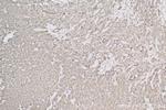 ATP6V1B1 Antibody in Immunohistochemistry (Paraffin) (IHC (P))