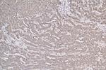 ATP6V1B1 Antibody in Immunohistochemistry (Paraffin) (IHC (P))