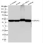 ATP6V1B1 Antibody in Western Blot (WB)