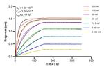 PYROXD2 Antibody in Surface plasmon resonance (SPR)