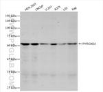 PYROXD2 Antibody in Western Blot (WB)