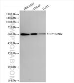 PYROXD2 Antibody in Western Blot (WB)