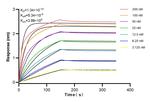 TLE3 Antibody in Surface plasmon resonance (SPR)