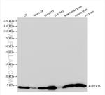 PEA15 Antibody in Western Blot (WB)