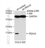PEA15 Antibody in Western Blot (WB)