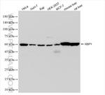 XBP1S Antibody in Western Blot (WB)