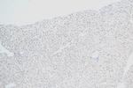XBP1S Antibody in Immunohistochemistry (Paraffin) (IHC (P))