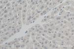 XBP1S Antibody in Immunohistochemistry (Paraffin) (IHC (P))