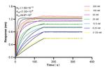 XBP1S Antibody in Surface plasmon resonance (SPR)