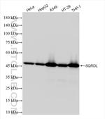 SQRDL Antibody in Western Blot (WB)