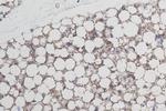 ADIPOQ Antibody in Immunohistochemistry (Paraffin) (IHC (P))