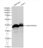 CD40 Antibody in Western Blot (WB)
