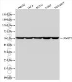 RNGTT Antibody in Western Blot (WB)