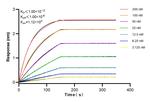 RNGTT Antibody in Surface plasmon resonance (SPR)